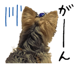 Sweet yorkie 's stickers sticker #14292495
