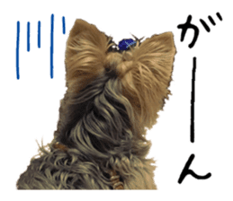 Sweet yorkie 's stickers sticker #14292495