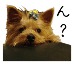 Sweet yorkie 's stickers sticker #14292496