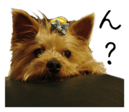 Sweet yorkie 's stickers sticker #14292496