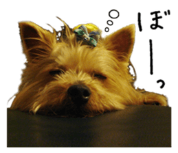 Sweet yorkie 's stickers sticker #14292497