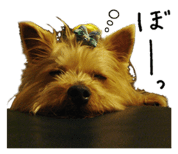 Sweet yorkie 's stickers sticker #14292497