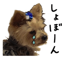 Sweet yorkie 's stickers sticker #14292498