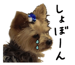 Sweet yorkie 's stickers sticker #14292498