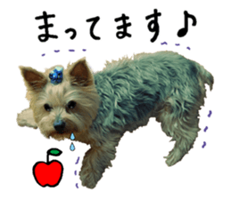 Sweet yorkie 's stickers sticker #14292499