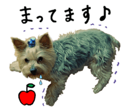 Sweet yorkie 's stickers sticker #14292499