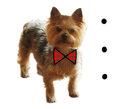 Sweet yorkie 's stickers sticker #14292500