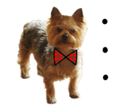 Sweet yorkie 's stickers sticker #14292500