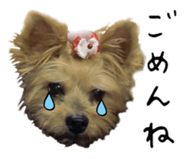 Sweet yorkie 's stickers sticker #14292501