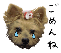 Sweet yorkie 's stickers sticker #14292501