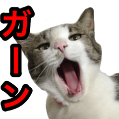 asari sakaguchi sticker