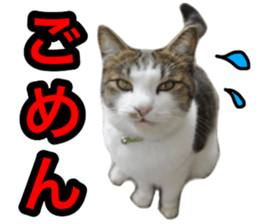 asari sakaguchi sticker sticker #14292671