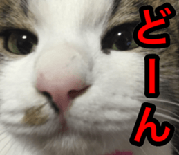 asari sakaguchi sticker sticker #14292672