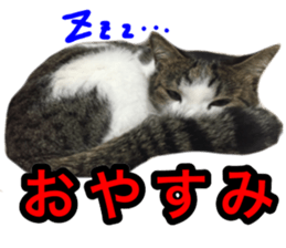 asari sakaguchi sticker sticker #14292673