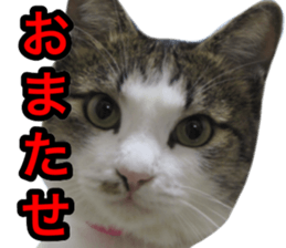 asari sakaguchi sticker sticker #14292674