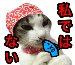 asari sakaguchi sticker sticker #14292675