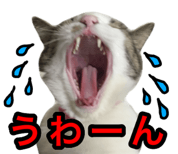 asari sakaguchi sticker sticker #14292676