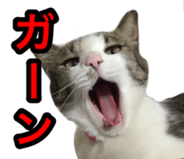 asari sakaguchi sticker sticker #14292677