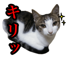 asari sakaguchi sticker sticker #14292678