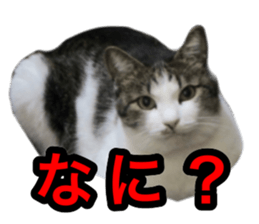 asari sakaguchi sticker sticker #14292679