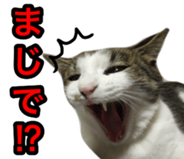 asari sakaguchi sticker sticker #14292680