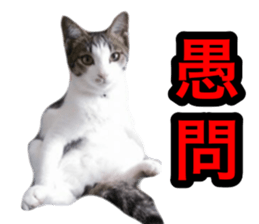 asari sakaguchi sticker sticker #14292681