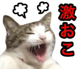 asari sakaguchi sticker sticker #14292683