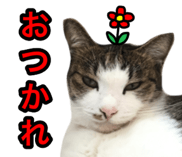 asari sakaguchi sticker sticker #14292685