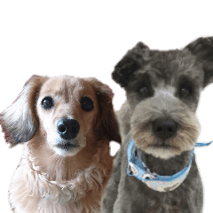 dachs,schnauzer and friend