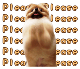 Wang Wang woof! woof!(English Ver) sticker #14296632