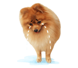 Wang Wang woof! woof!(English Ver) sticker #14296645