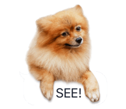 Wang Wang woof! woof!(English Ver) sticker #14296658