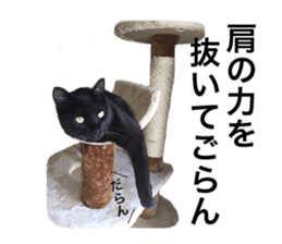 HOPE Cat from AKIHABARA sticker #14298574