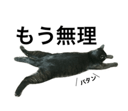 HOPE Cat from AKIHABARA sticker #14298575