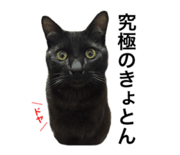 HOPE Cat from AKIHABARA sticker #14298576