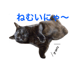 HOPE Cat from AKIHABARA sticker #14298577