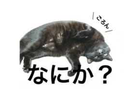 HOPE Cat from AKIHABARA sticker #14298578