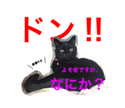 HOPE Cat from AKIHABARA sticker #14298579