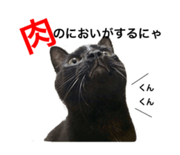 HOPE Cat from AKIHABARA sticker #14298580
