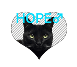 HOPE Cat from AKIHABARA sticker #14298581