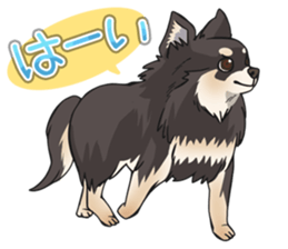 I Love Chihuahua Sticker(Black Tan) sticker #14301167