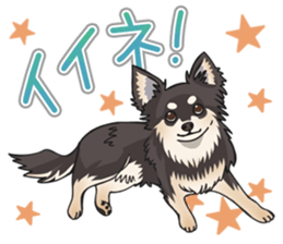 I Love Chihuahua Sticker(Black Tan) sticker #14301169