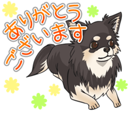 I Love Chihuahua Sticker(Black Tan) sticker #14301171