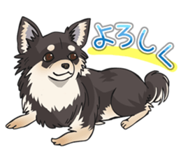 I Love Chihuahua Sticker(Black Tan) sticker #14301174