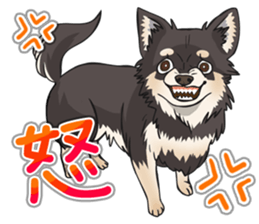 I Love Chihuahua Sticker(Black Tan) sticker #14301181