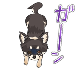 I Love Chihuahua Sticker(Black Tan) sticker #14301185