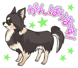 I Love Chihuahua Sticker(Black Tan) sticker #14301190