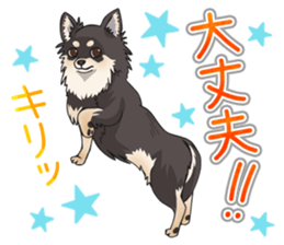I Love Chihuahua Sticker(Black Tan) sticker #14301192