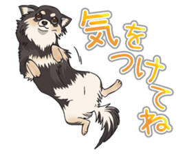 I Love Chihuahua Sticker(Black Tan) sticker #14301196