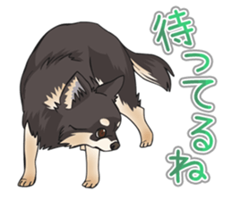 I Love Chihuahua Sticker(Black Tan) sticker #14301197